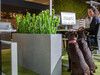 Kunstpflanzen Dinklage Schmunkamp Meisterfloristik, Büro und Garten